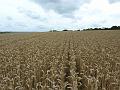 Wheat field near Yalding